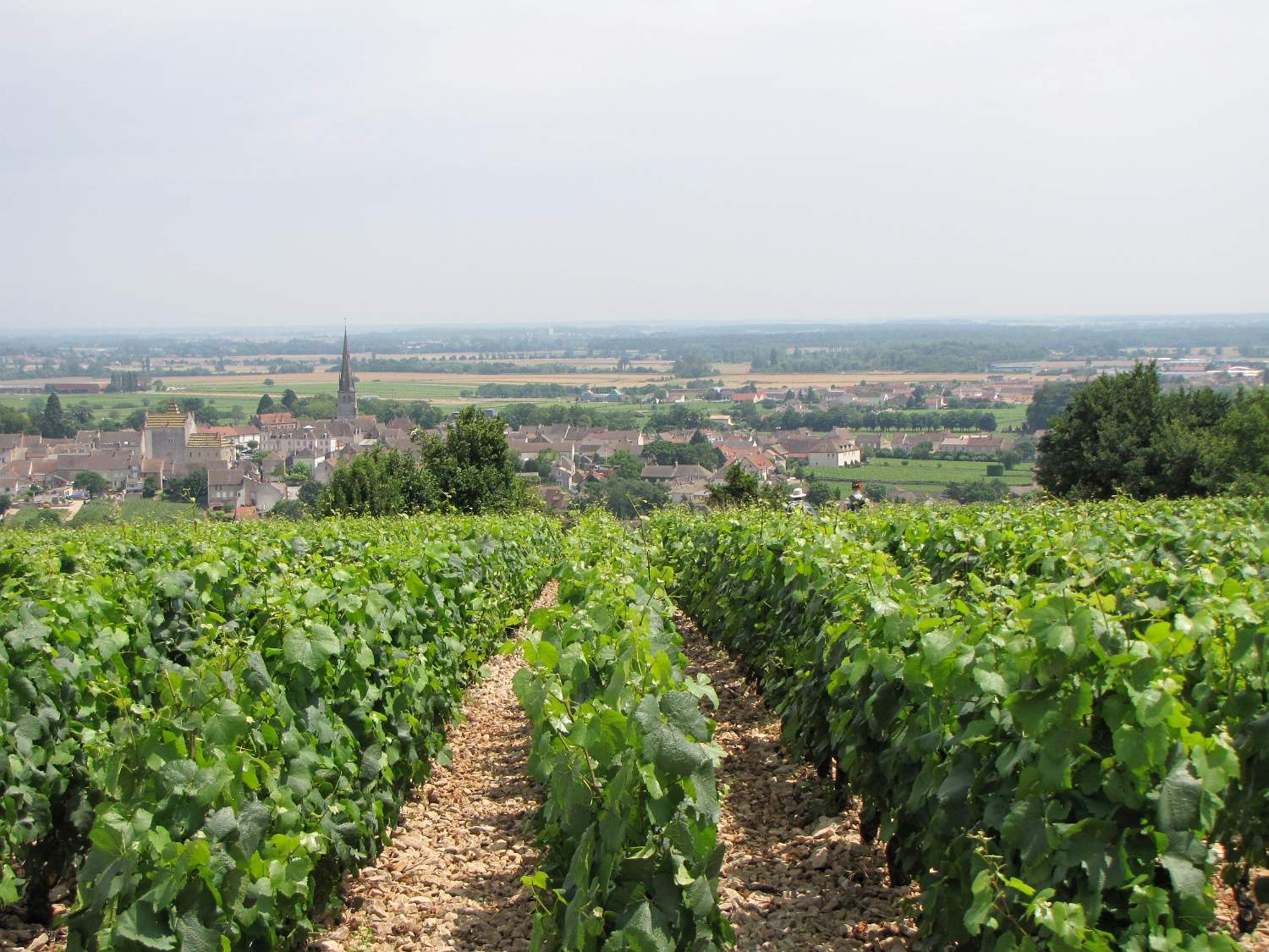 Vineyards in Burgundy France 